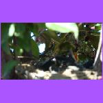 Baby Birds Mouth Open 3.jpg